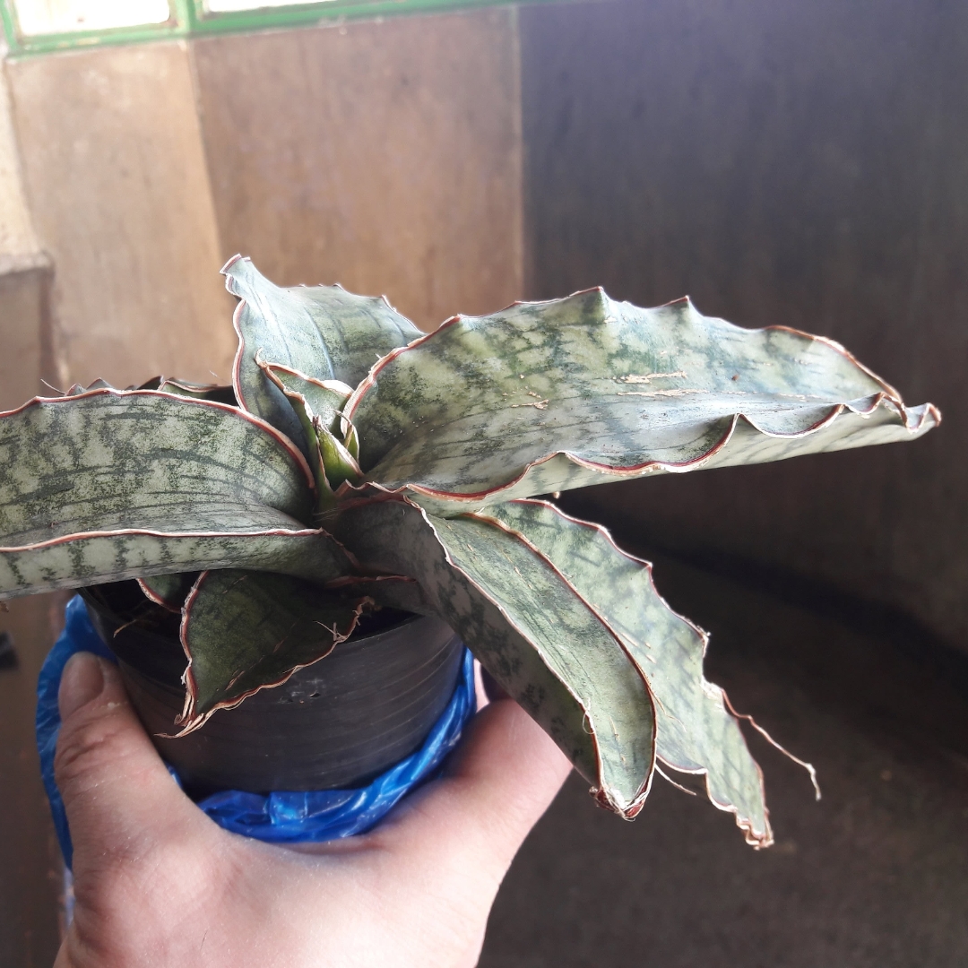 Sansevieria Cleopatra in the GardenTags plant encyclopedia Snake Plant Cleopatra in the GardenTags plant encyclopedia