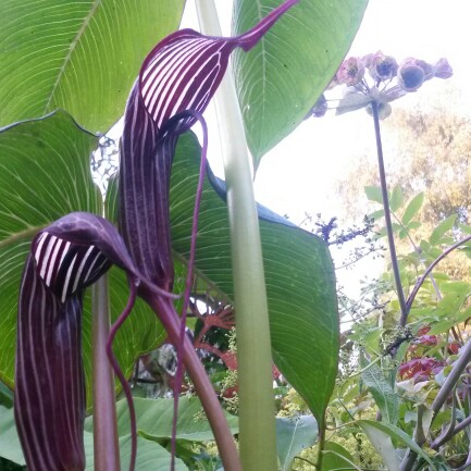 Arisaema concinnum in the GardenTags plant encyclopedia Cobra Lily in the GardenTags plant encyclopedia
