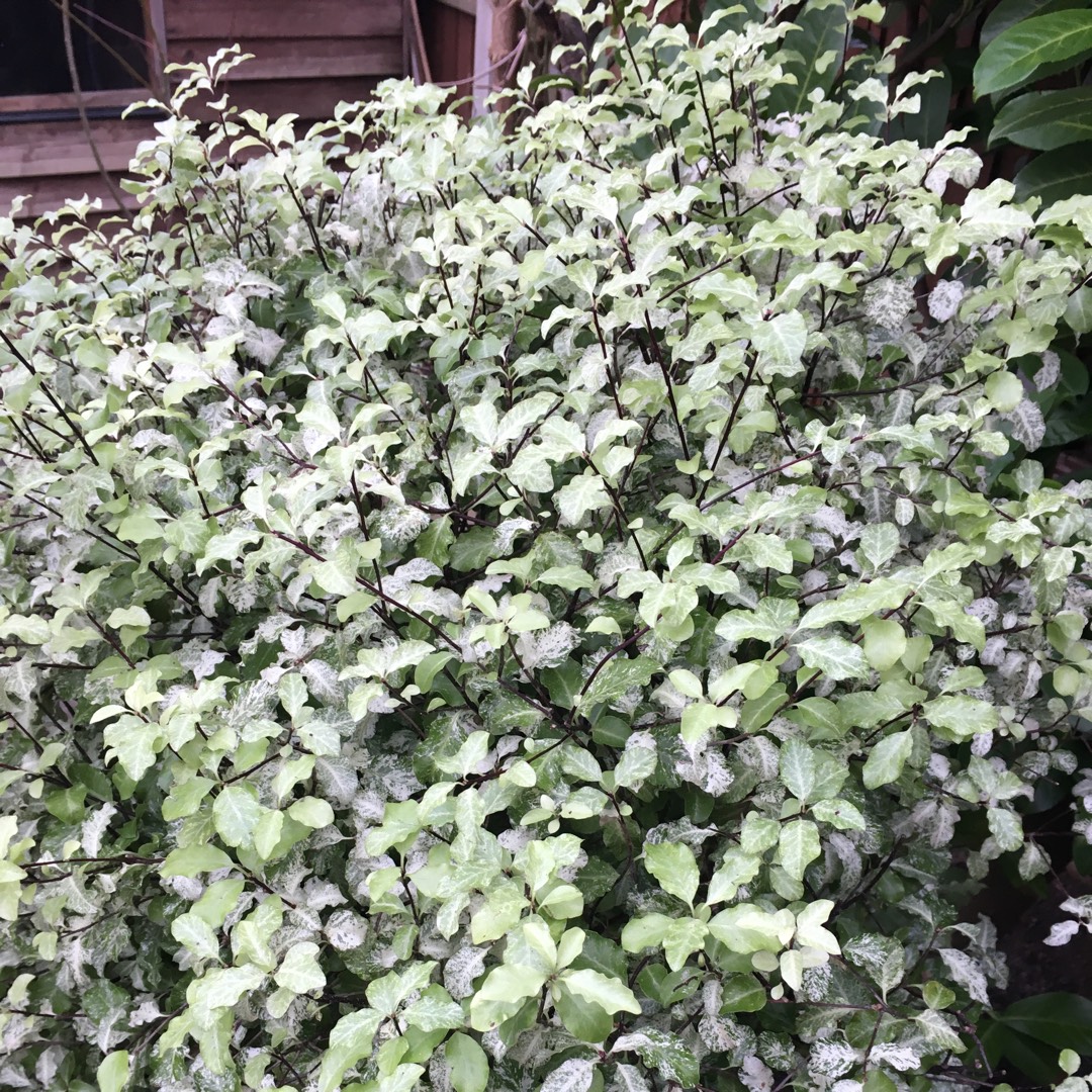 Pittosporum tenuifolium Marjory Channon in the GardenTags plant encyclopedia New Zealand Pittosporum Marjory Channon in the GardenTags plant encyclopedia