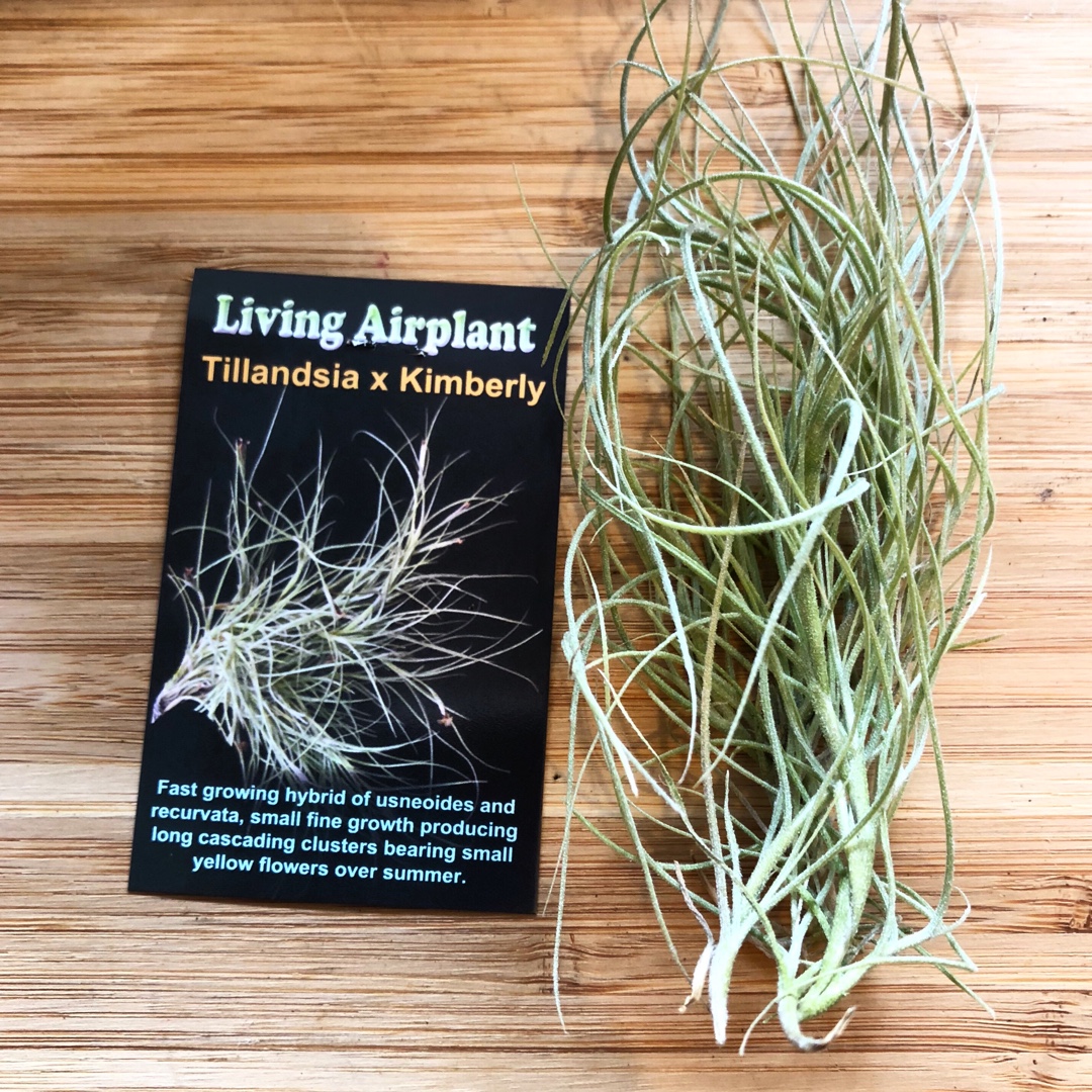 Tillandsia Kimberly in the GardenTags plant encyclopedia Airplant Kimberly in the GardenTags plant encyclopedia