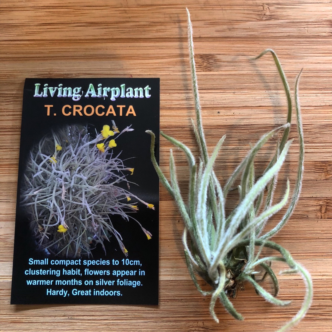 Tillandsia crocata in the GardenTags plant encyclopedia Airplant (Species) Tillandsia crocata in the GardenTags plant encyclopedia