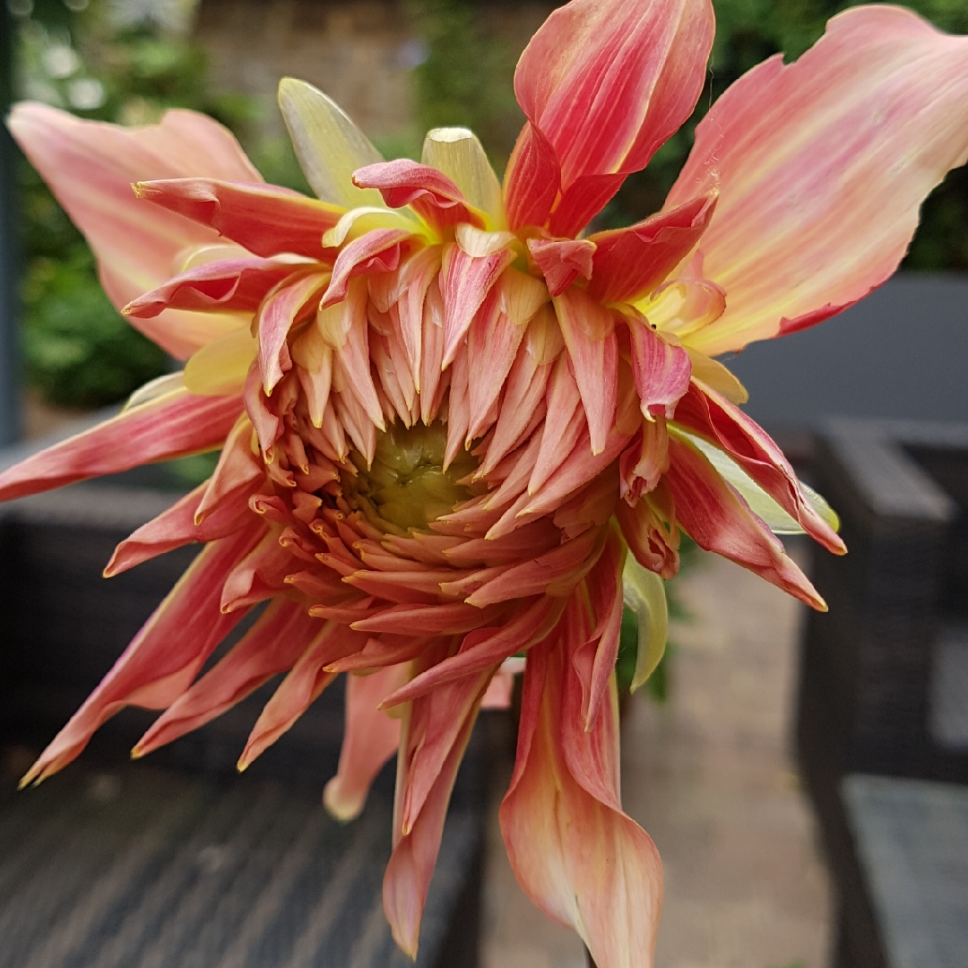 Dahlia Penhill Watermelon in the GardenTags plant encyclopedia Dahlia Penhill Watermelon in the GardenTags plant encyclopedia