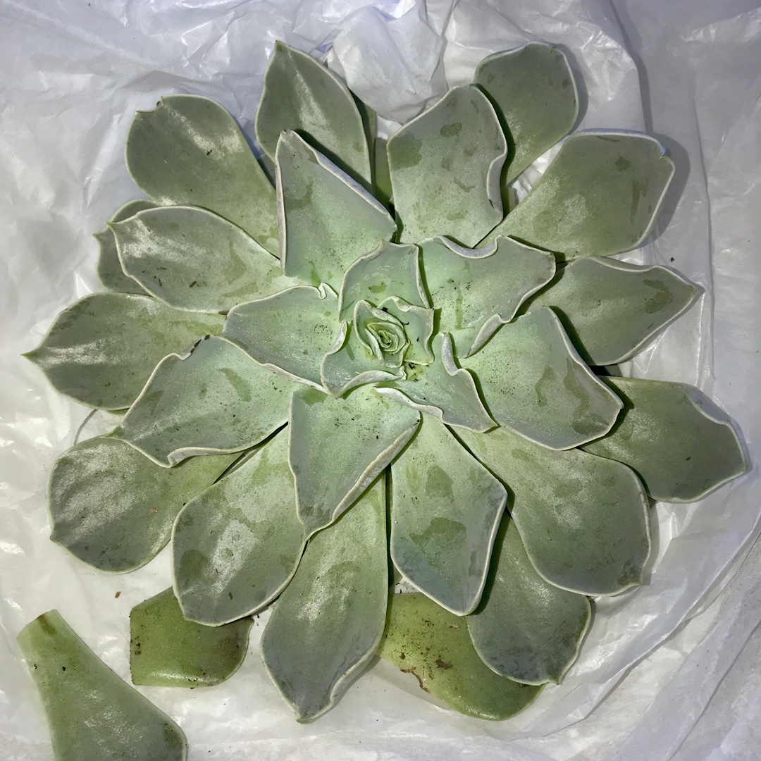 Echeveria Bustamante in the GardenTags plant encyclopedia Echeveria Bustamante in the GardenTags plant encyclopedia