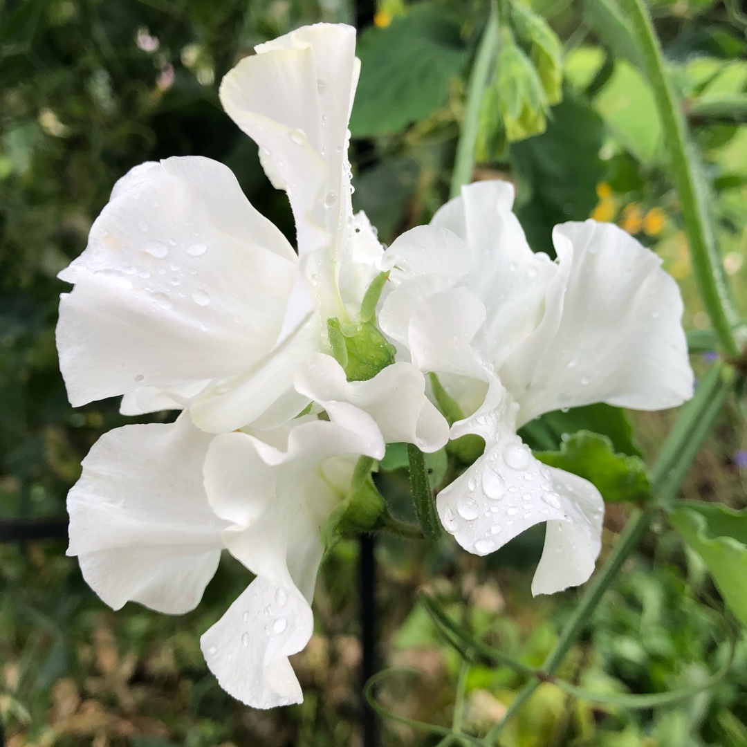 Lathyrus Odoratus Diamond Wedding in the GardenTags plant encyclopedia Sweet Pea Diamond Wedding in the GardenTags plant encyclopedia