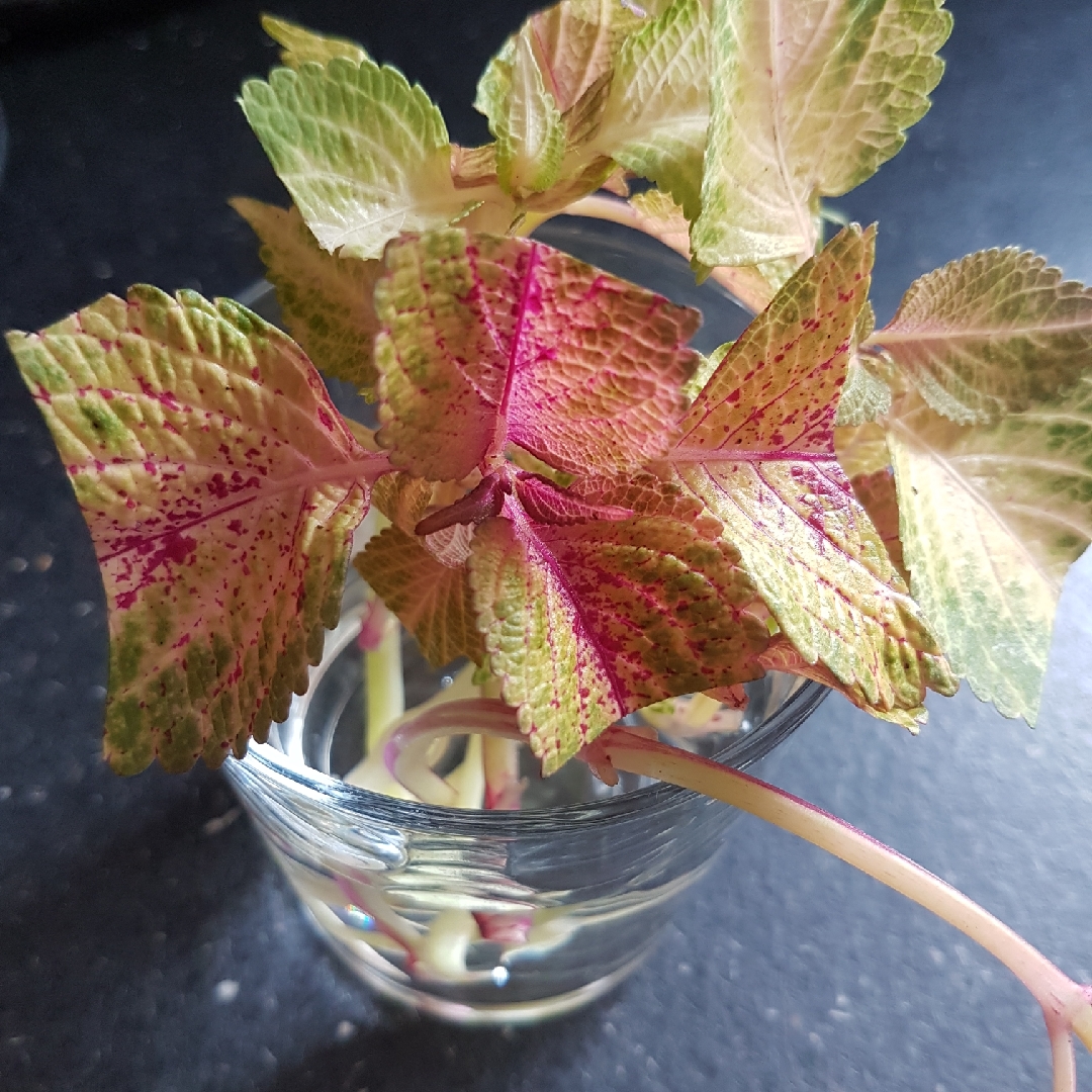 Plectranthus scutellarioides Speckles in the GardenTags plant encyclopedia Coleus Speckles in the GardenTags plant encyclopedia
