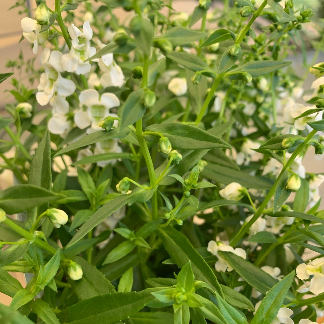 Angelonia Angustifolia Alonia™ White in the GardenTags plant encyclopedia Summer Snapdragon Alonia™ White in the GardenTags plant encyclopedia