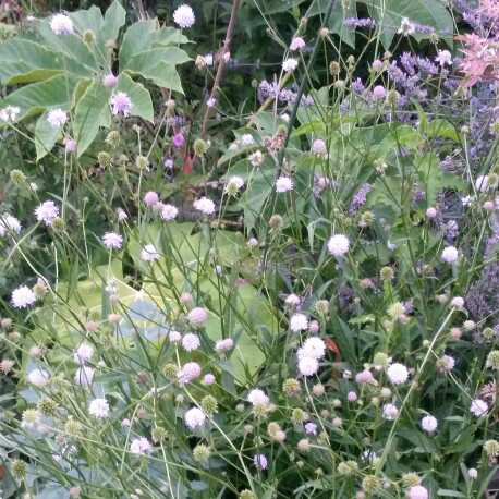 Succisella inflexa Frosted Pearls in the GardenTags plant encyclopedia Devils Bit Scabious Frosted Pearls in the GardenTags plant encyclopedia