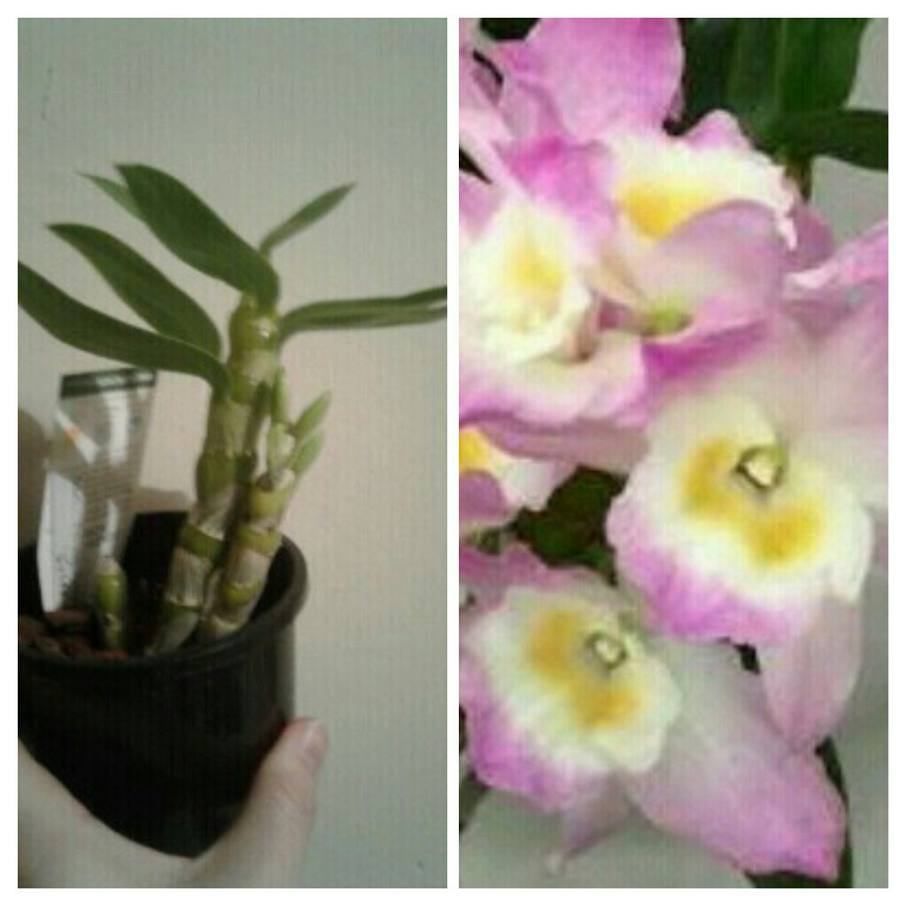 Dendrobium Fancy Angel Lycee in the GardenTags plant encyclopedia Orchid Fancy Angel Lycee in the GardenTags plant encyclopedia