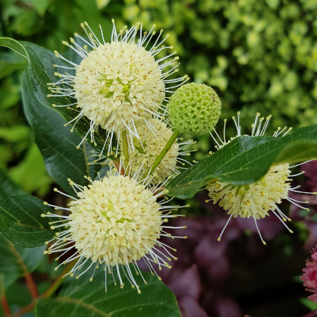 Cephalanthus Magical Moonlight in the GardenTags plant encyclopedia Button Bush Magical Moonlight in the GardenTags plant encyclopedia