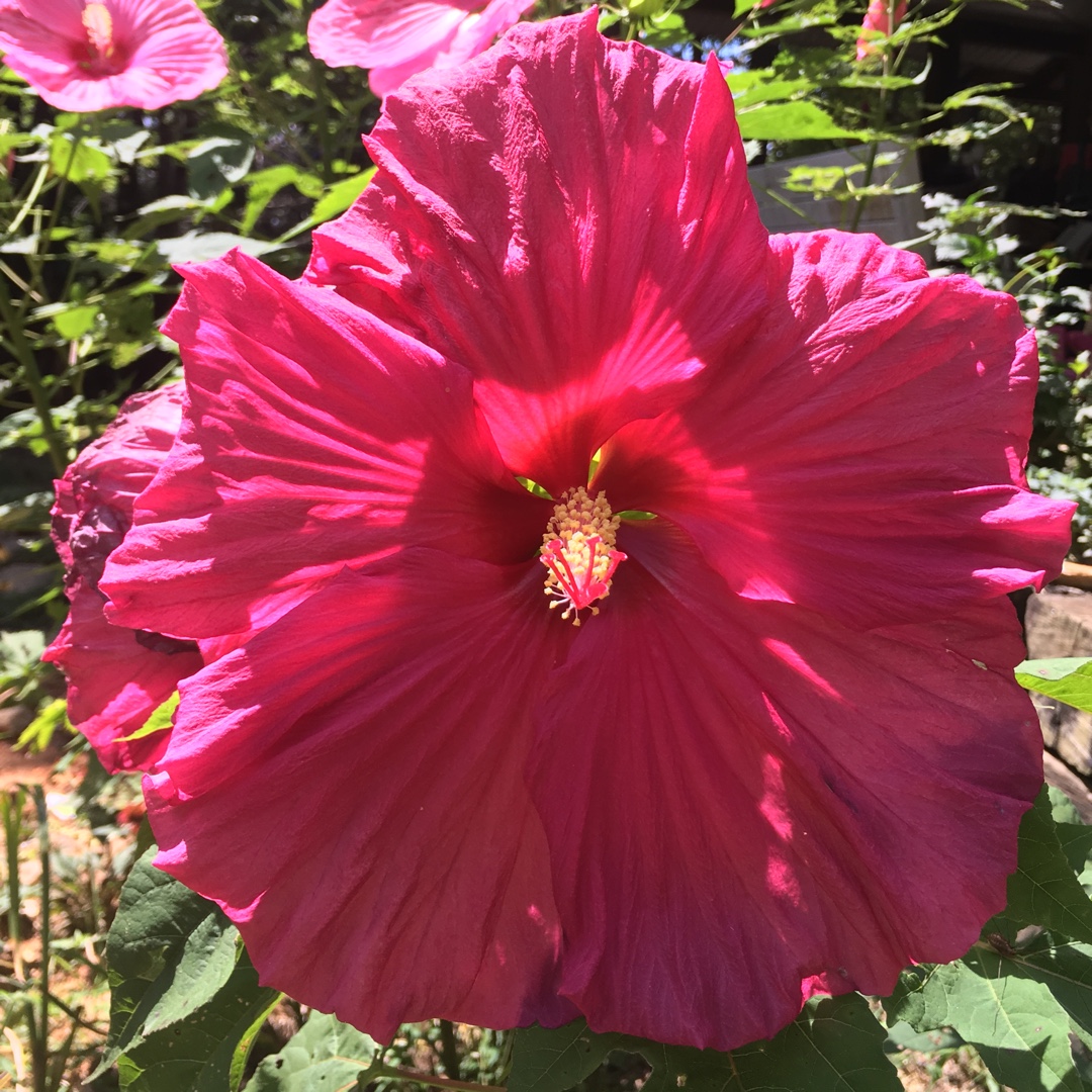 Hibiscus Jazzberry Jam in the GardenTags plant encyclopedia Rose Mallow Jazzberry Jam in the GardenTags plant encyclopedia