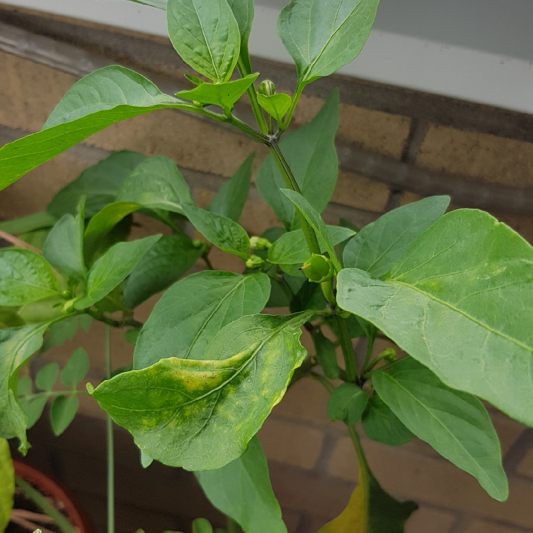 Capsicum Annuum Super Hungarian Hot in the GardenTags plant encyclopedia Chilli Pepper Super Hungarian Hot in the GardenTags plant encyclopedia
