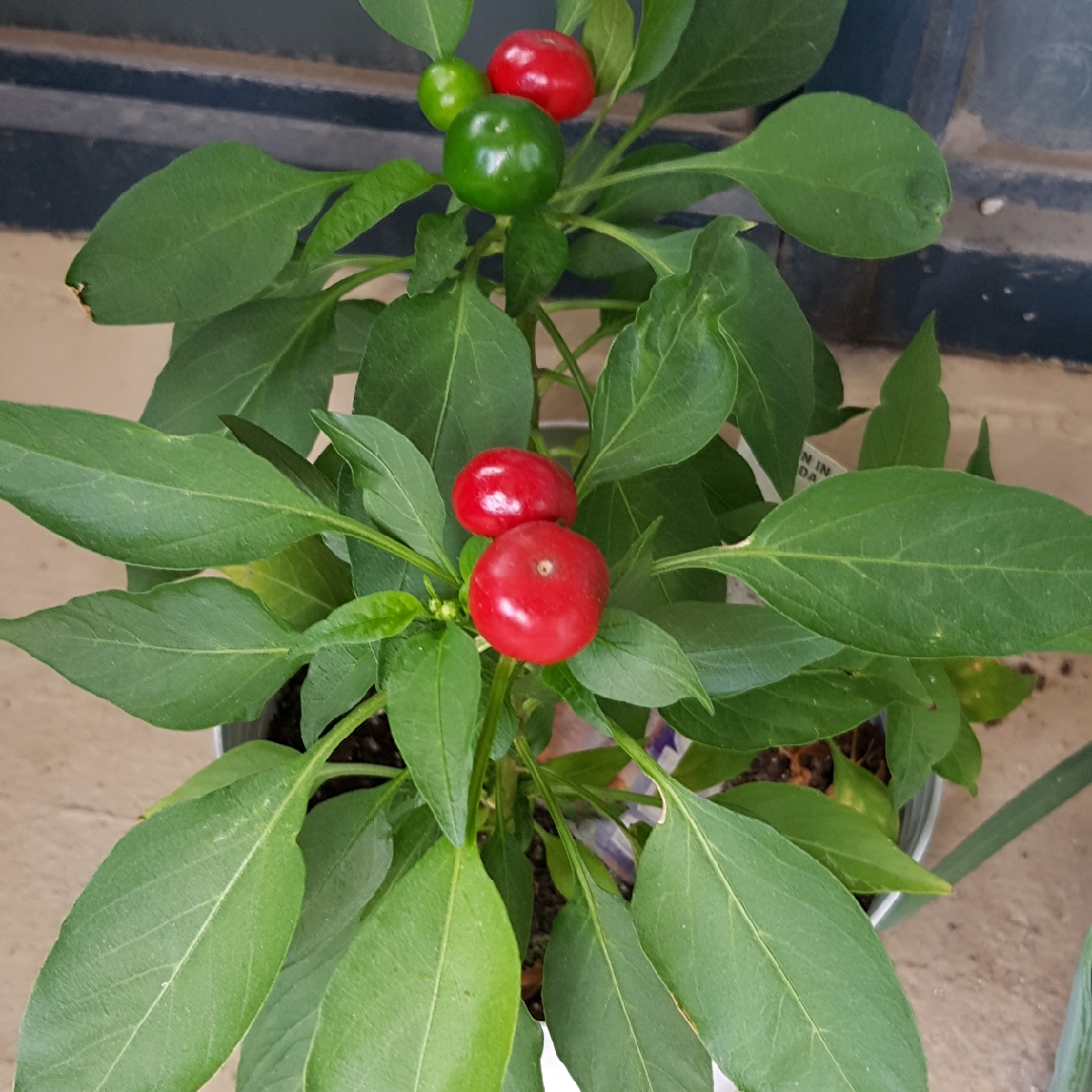 Chilli Pepper Hot Red Cherry in the GardenTags plant encyclopedia