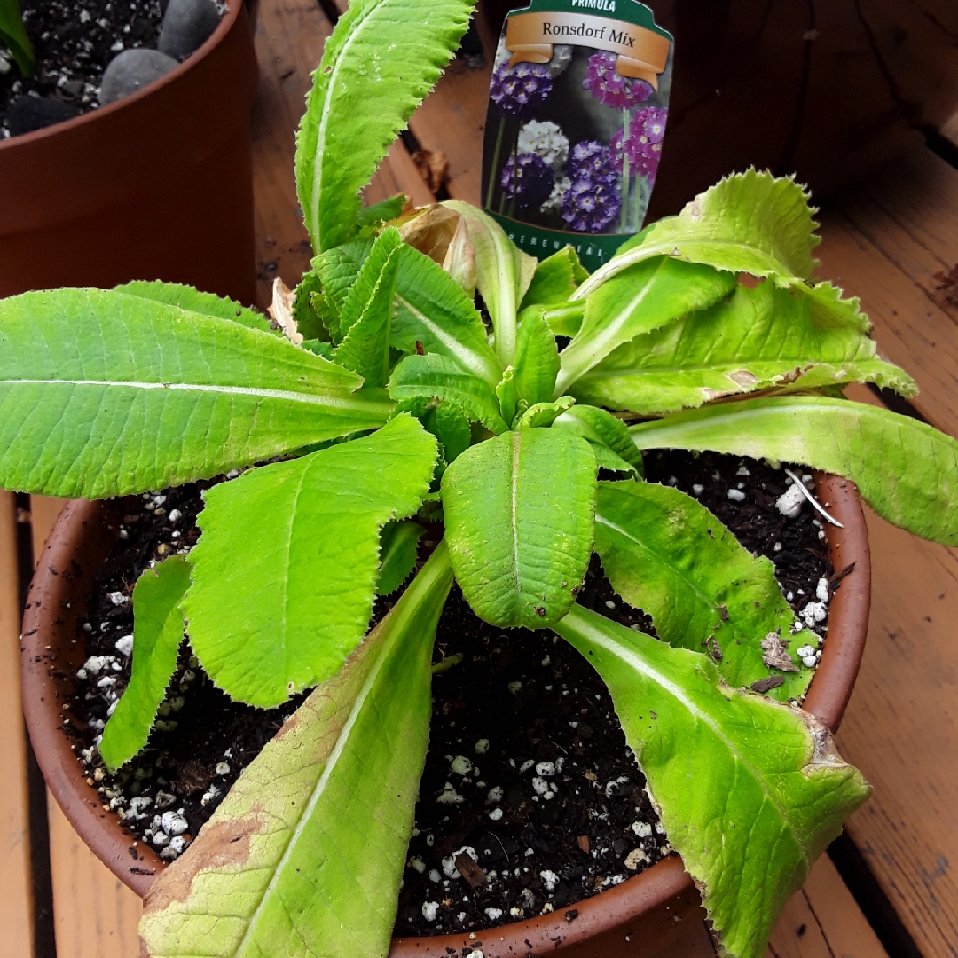 Primula denticulata Ronsdorf Mix in the GardenTags plant encyclopedia Drumstick Primula Ronsdorf Mix (Mix) in the GardenTags plant encyclopedia