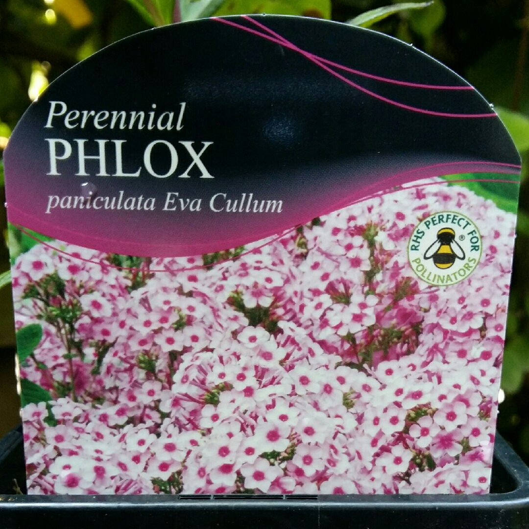 Phlox Paniculata Eva Cullum in the GardenTags plant encyclopedia Perennial Phlox Eva Cullum in the GardenTags plant encyclopedia