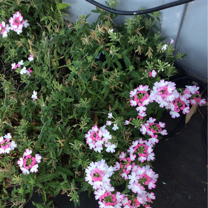 Verbena Twister Pink in the GardenTags plant encyclopedia Verbena Twister Pink in the GardenTags plant encyclopedia