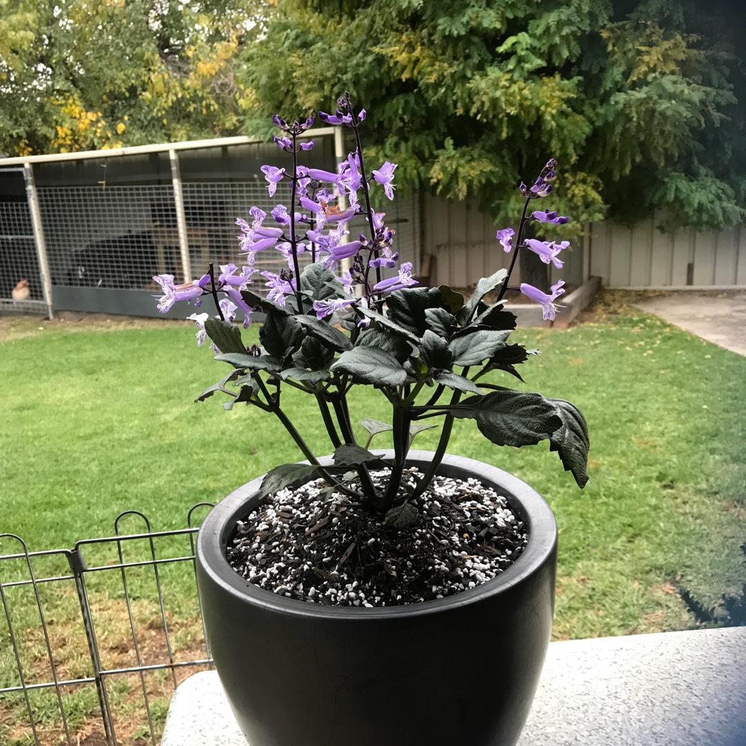 Plectranthus saccatus Velvet Elvis in the GardenTags plant encyclopedia Plectranthus Velvet Elvis in the GardenTags plant encyclopedia