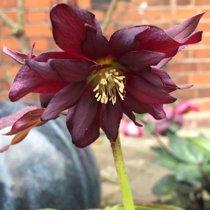 Hellebore Harvington Double Purple Cascade in the GardenTags plant encyclopedia