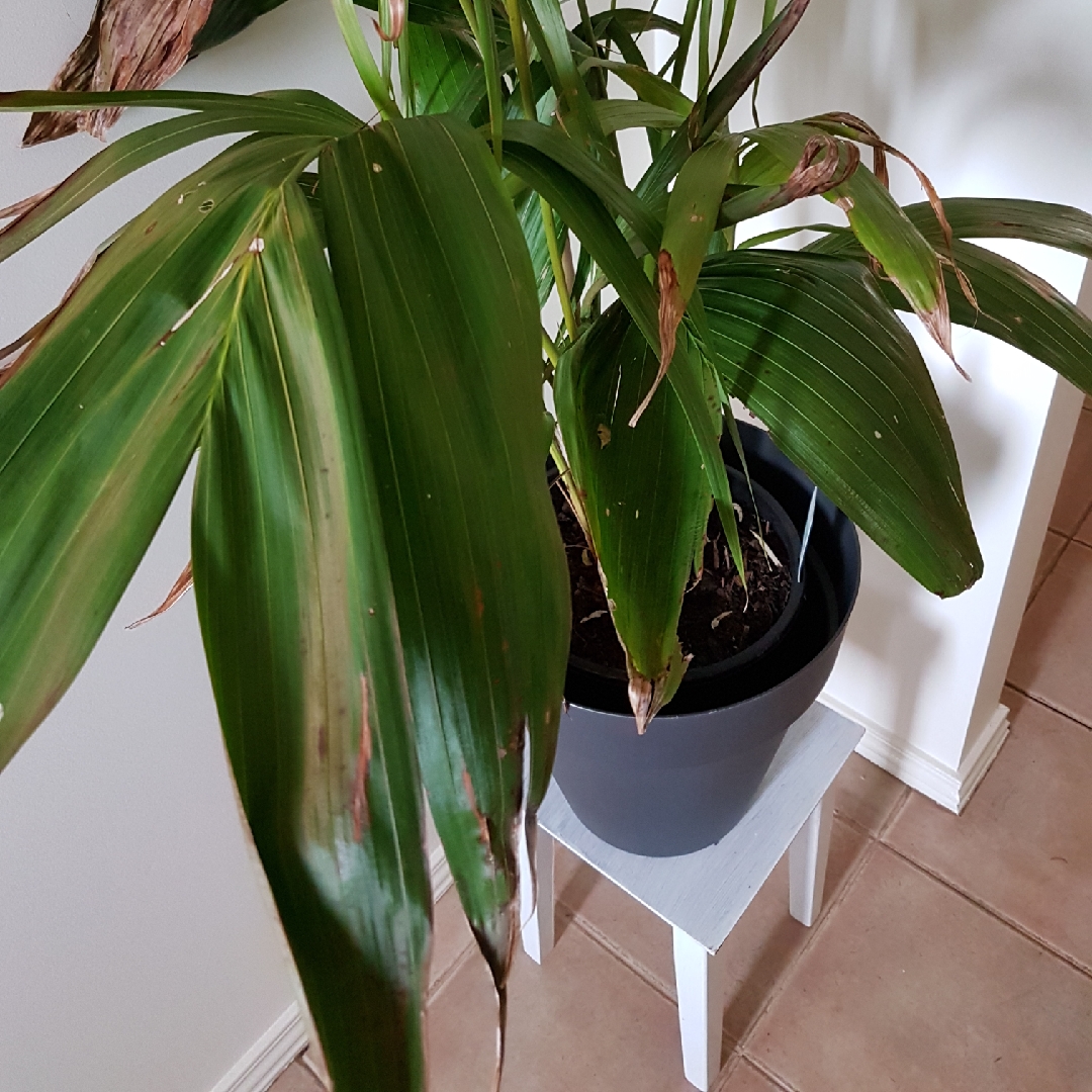 Archontophoenix in the GardenTags plant encyclopedia Bangalow Palm in the GardenTags plant encyclopedia