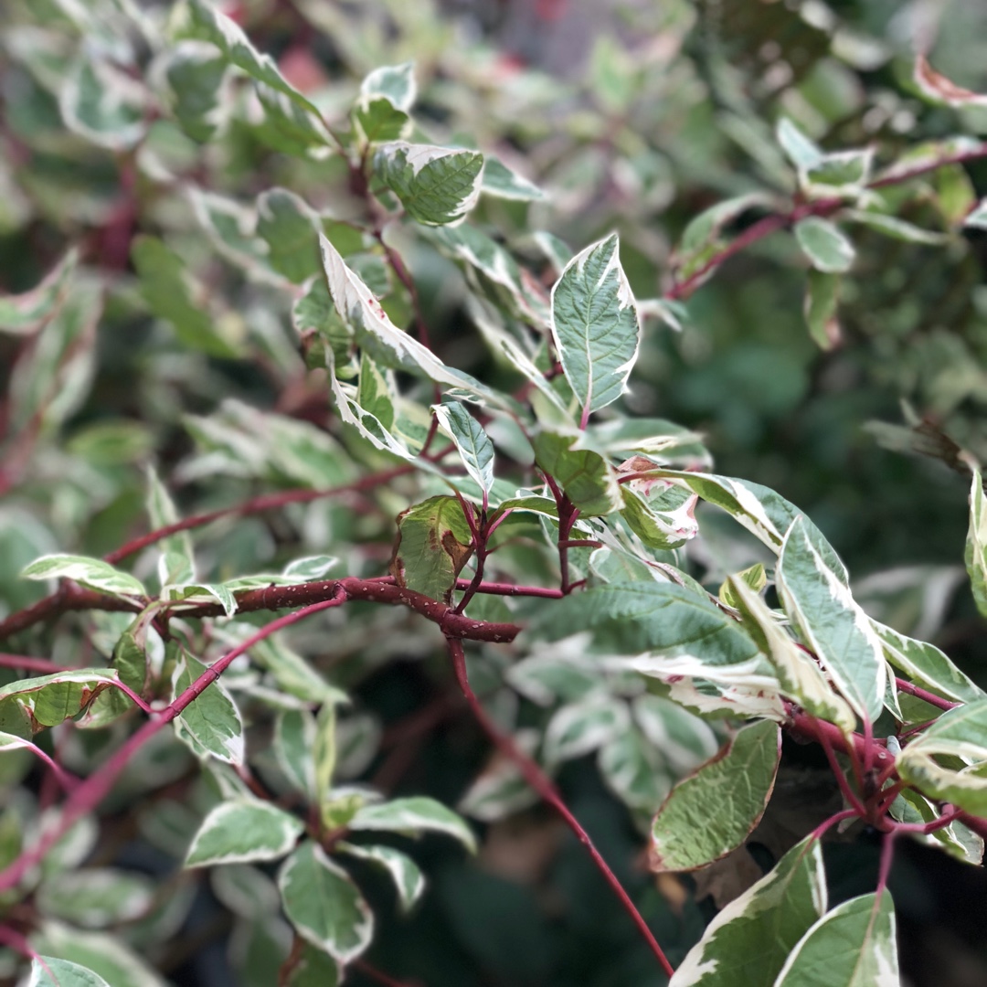 Cornus alba Argenteomarginata syn. Cornus alba Argenteo-marginata in the GardenTags plant encyclopedia Dogwood Argenteomarginata in the GardenTags plant encyclopedia