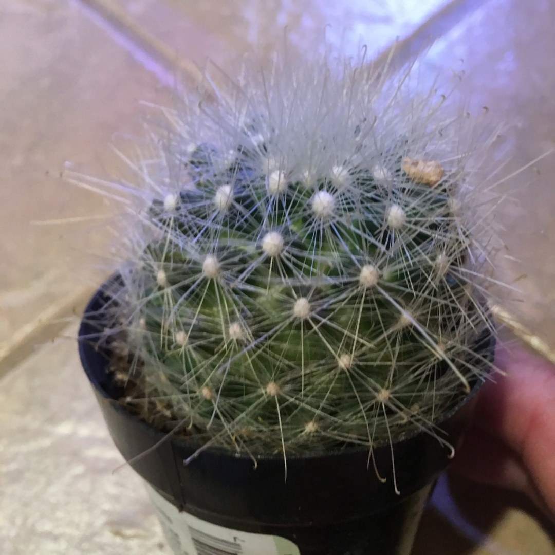 Mammillaria senilis syn. Mamillopsis senilis in the GardenTags plant encyclopedia Mammillaria senilis in the GardenTags plant encyclopedia