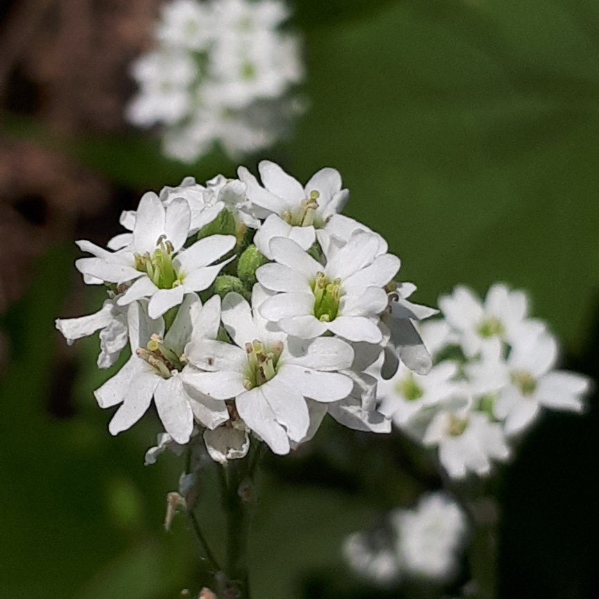Berteroa incana in the GardenTags plant encyclopedia Hoary Alyssum in the GardenTags plant encyclopedia