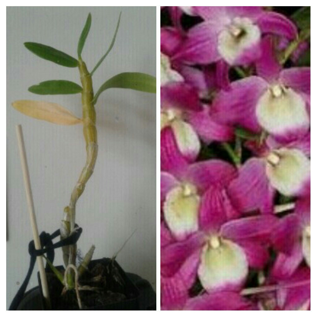 Dendrobium Hamana Lake Dream in the GardenTags plant encyclopedia Orchid Hamana Lake Dream in the GardenTags plant encyclopedia