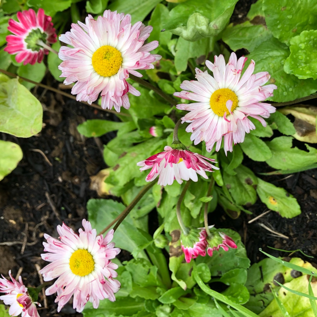 Rhodanthe chlorocephala subsp. rosea Brilliant Rose syn. Helipterum roseum Brilliant Rose, Acroclinium roseum Brilliant Rose in the GardenTags plant encyclopedia Everlasting Daisy Brilliant Rose in the GardenTags plant encyclopedia