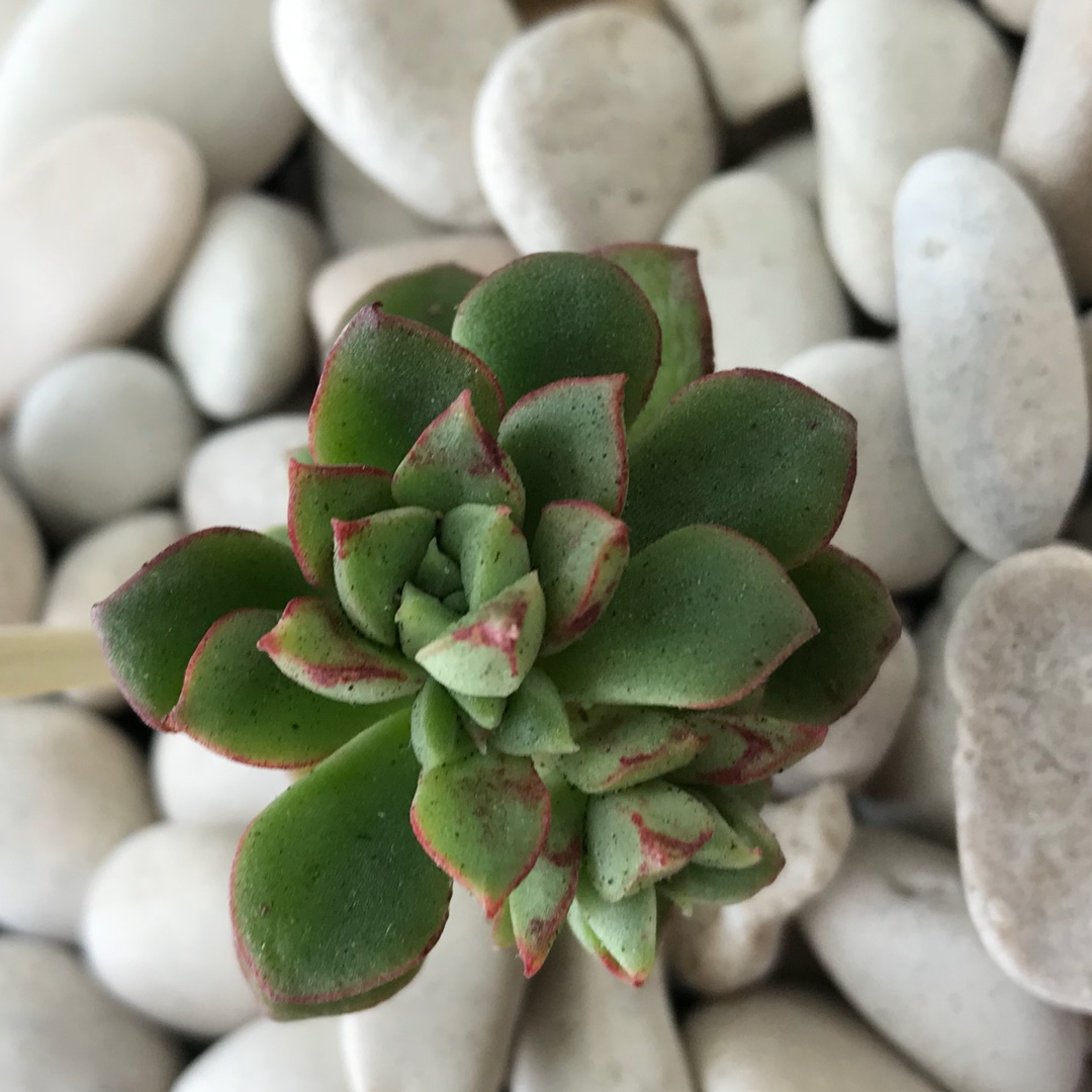 Echeveria Supia in the GardenTags plant encyclopedia Echeveria Supia in the GardenTags plant encyclopedia
