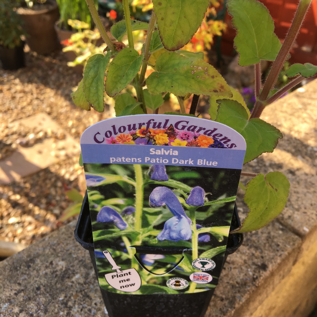 Salvia patens Dark Blue syn. Salvia patens Oxford Blue in the GardenTags plant encyclopedia Gentian Sage in the GardenTags plant encyclopedia