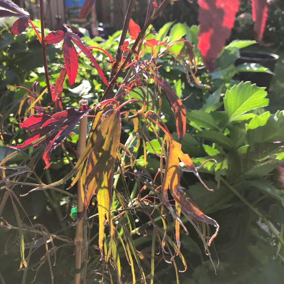 Acer Palmatum Enkan in the GardenTags plant encyclopedia Japanese Maple Enkan in the GardenTags plant encyclopedia