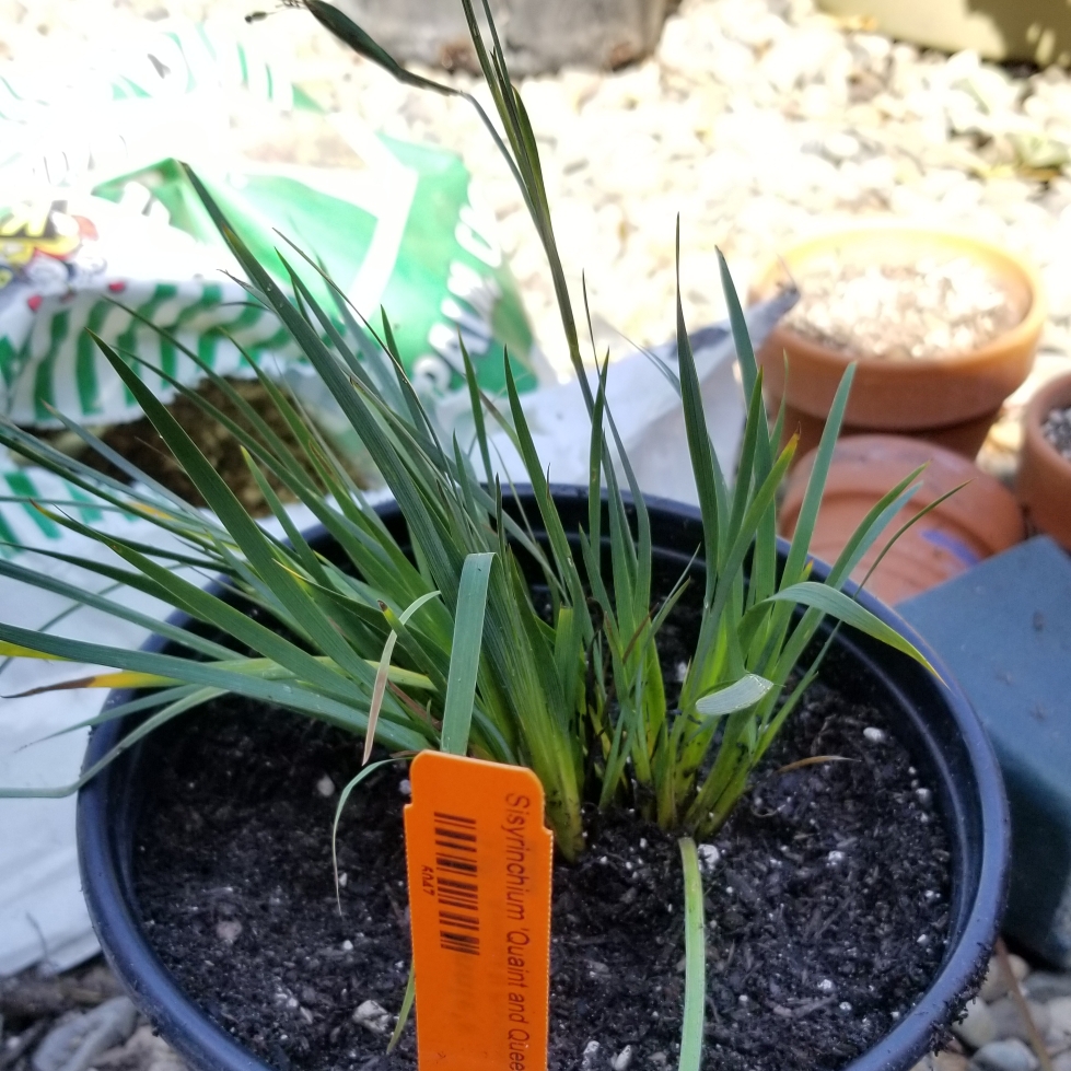 Sisyrinchium Quaint And Queer in the GardenTags plant encyclopedia Brown Eyed Grass Quaint And Queer in the GardenTags plant encyclopedia