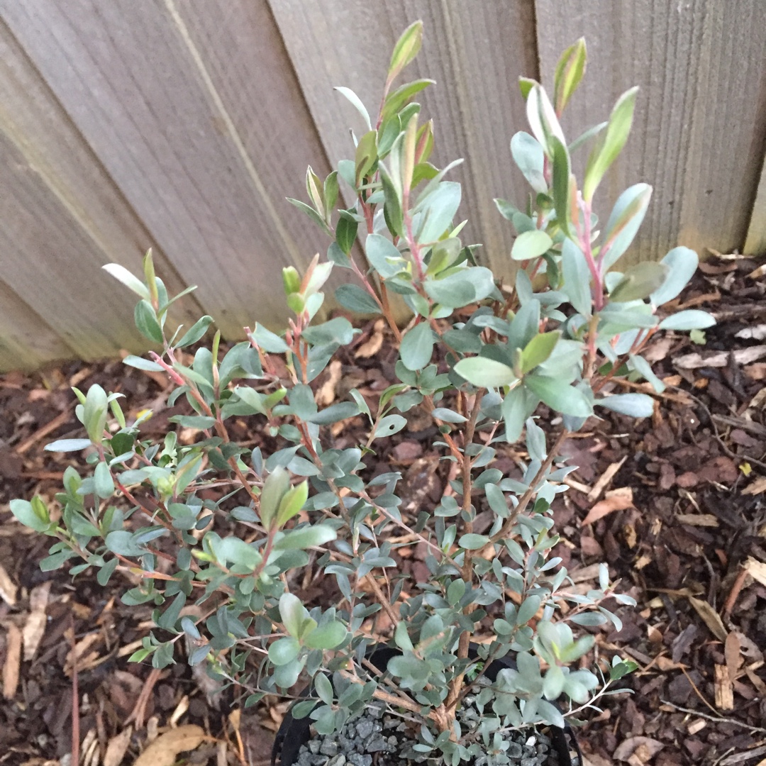 Leptospermum Grandiflorum in the GardenTags plant encyclopedia Silver Lighthouse in the GardenTags plant encyclopedia