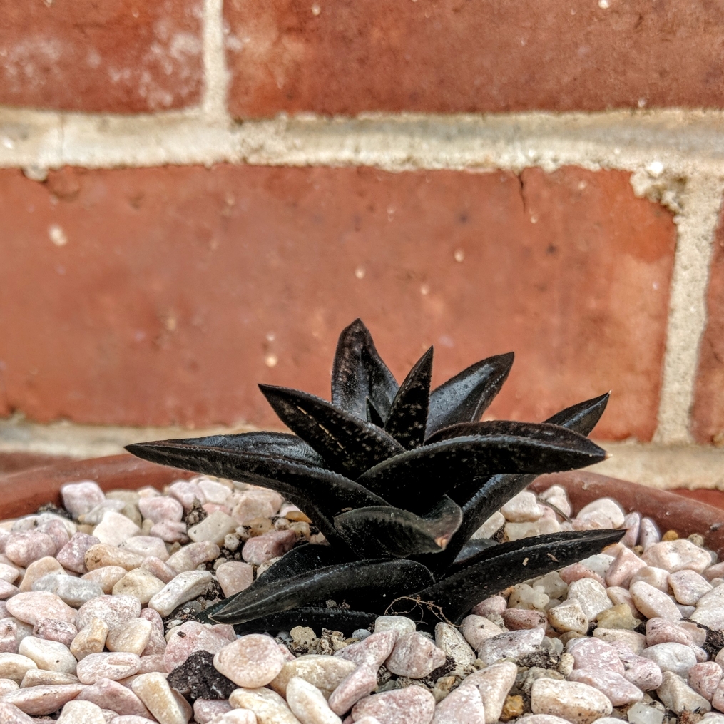 x Gasterhaworthia Black Chap in the GardenTags plant encyclopedia Gasterhaworthia Black Chap in the GardenTags plant encyclopedia