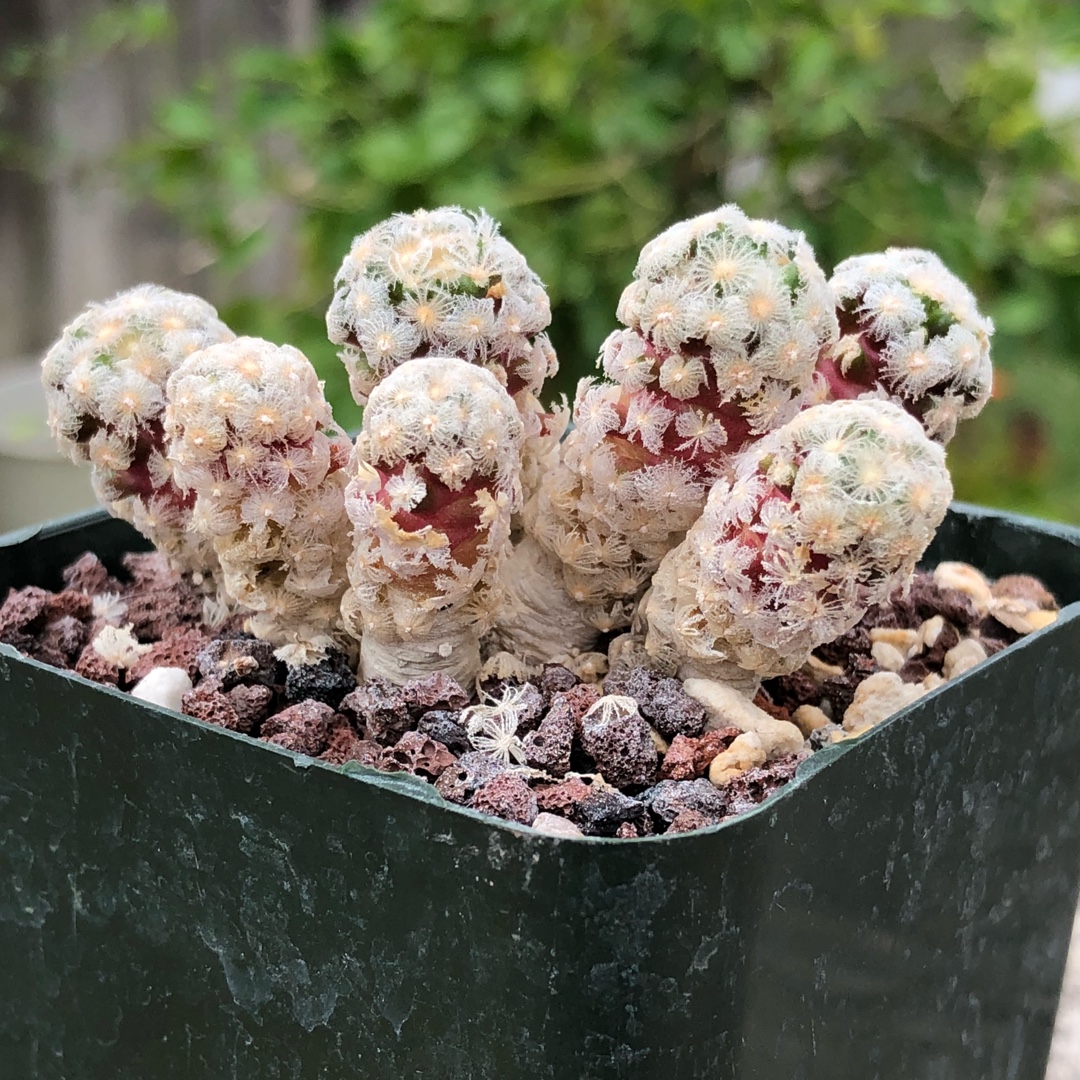 Mammillaria theresae in the GardenTags plant encyclopedia Mammillaria theresae in the GardenTags plant encyclopedia