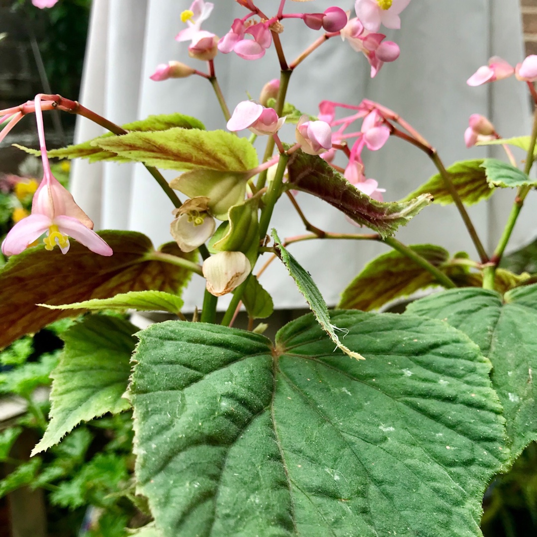Begonia grandis subsp. holostyla Nanjiang Silver in the GardenTags plant encyclopedia Begonia Nanjiang Silver in the GardenTags plant encyclopedia