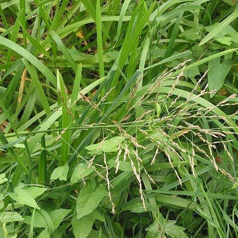 Glyceria maxima Variegata in the GardenTags plant encyclopedia Variegated manna grass in the GardenTags plant encyclopedia