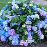 Hydrangea macrophylla Mathilda Gutges in the GardenTags plant encyclopedia Hydrangea Mathilda Gutges in the GardenTags plant encyclopedia