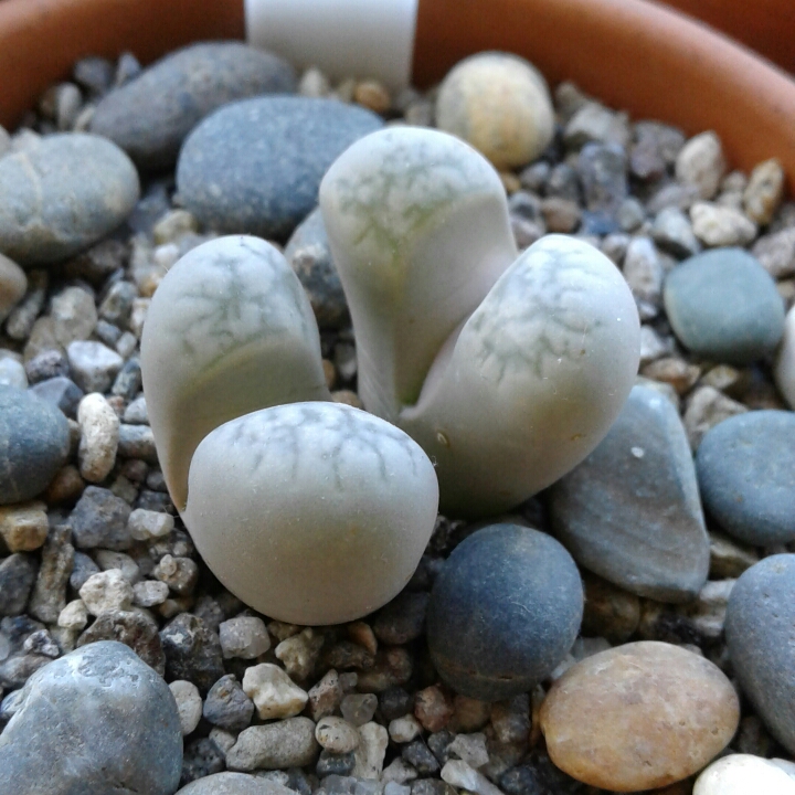 Lithops Herrei in the GardenTags plant encyclopedia Living Stones Herrei in the GardenTags plant encyclopedia