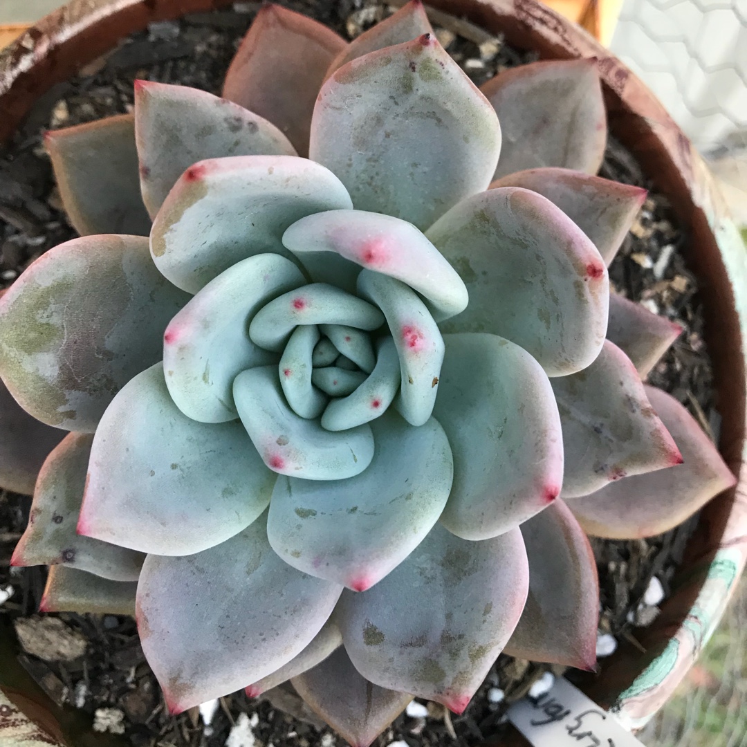 Echeveria Big O in the GardenTags plant encyclopedia Echeveria Big O in the GardenTags plant encyclopedia