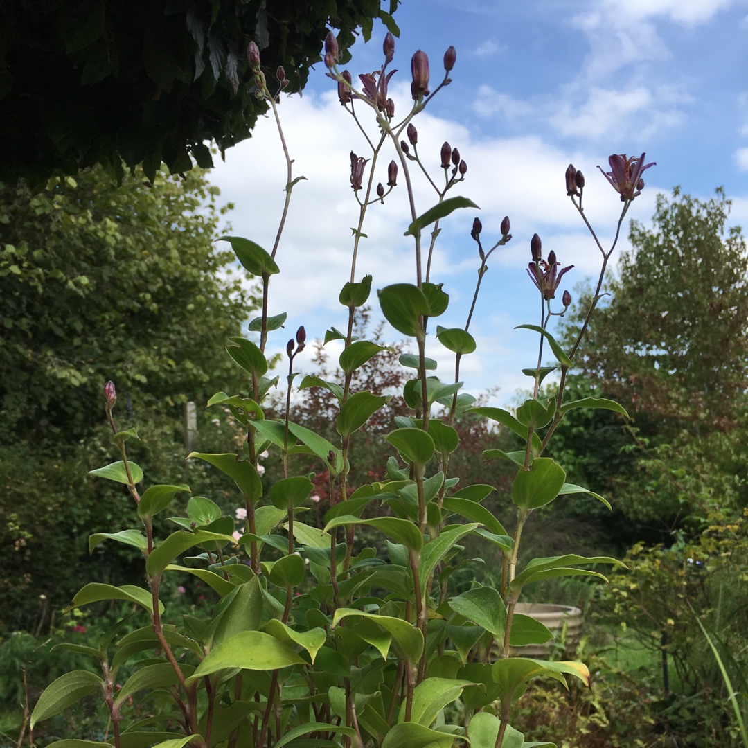 Japanese Toad Lily in the GardenTags plant encyclopedia