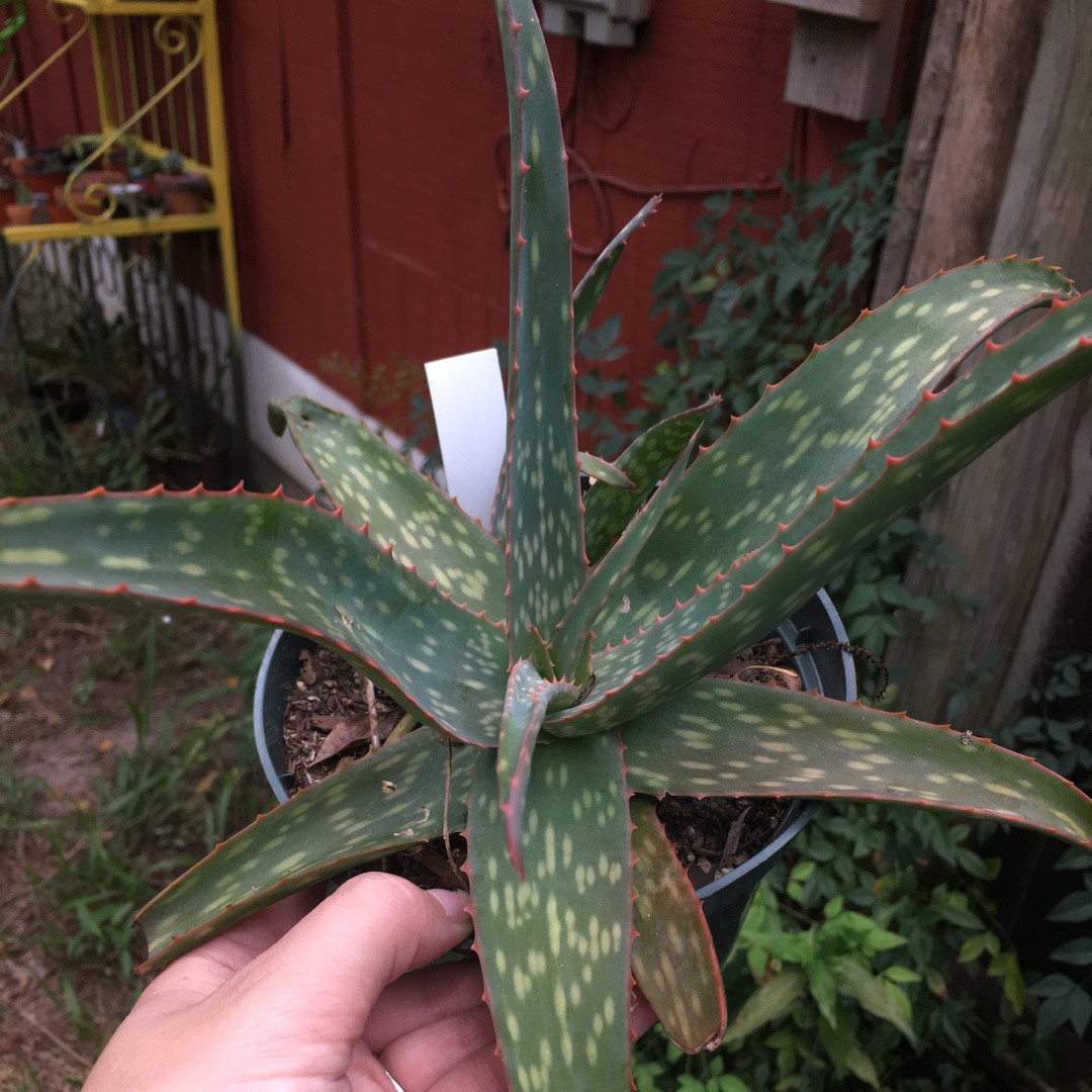 Aloe Zubb in the GardenTags plant encyclopedia Aloe Zubb in the GardenTags plant encyclopedia