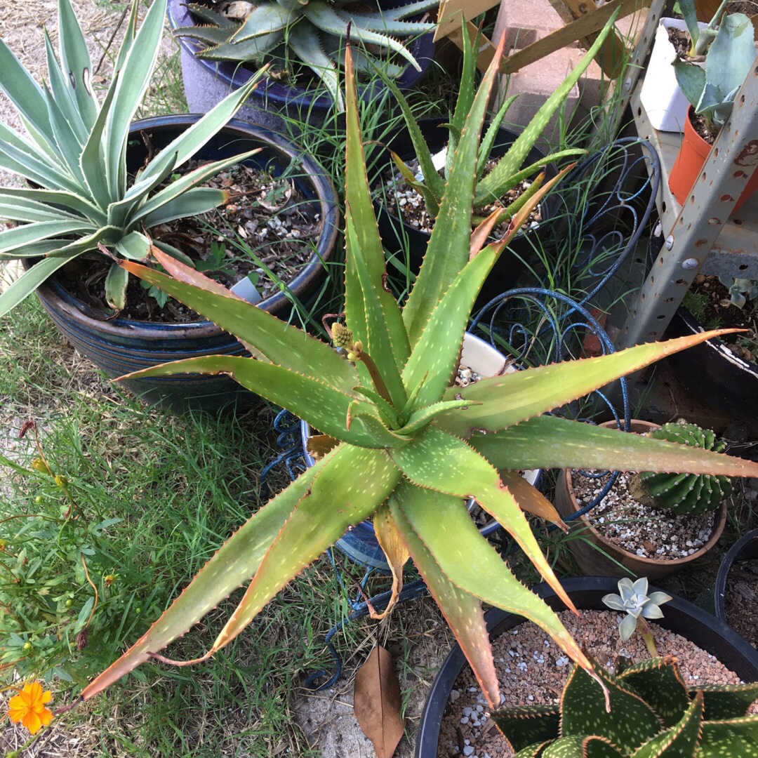 Aloe Rooikappie in the GardenTags plant encyclopedia Aloe Rooikappie in the GardenTags plant encyclopedia