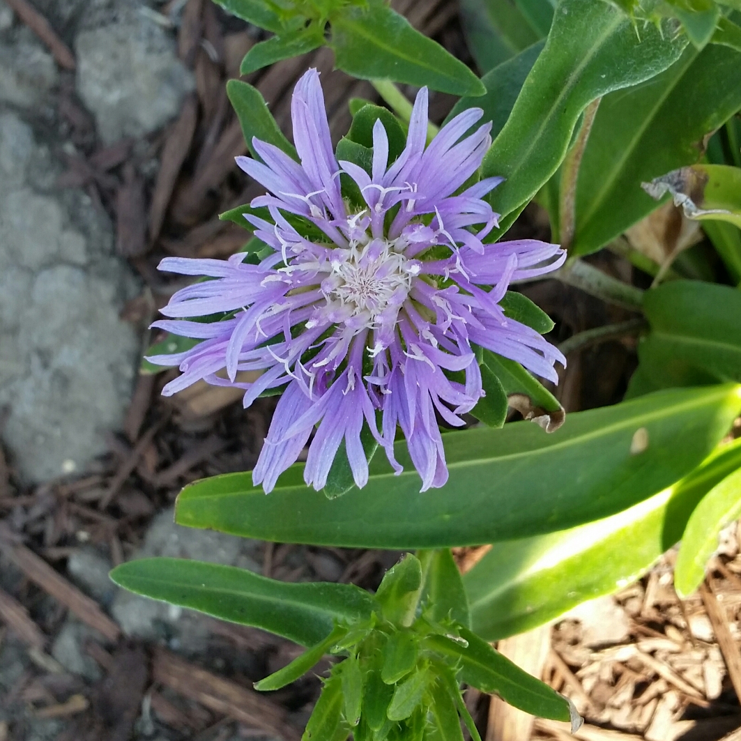Stokesia Laevis Blue Danube in the GardenTags plant encyclopedia Stokes Aster Blue Danube in the GardenTags plant encyclopedia