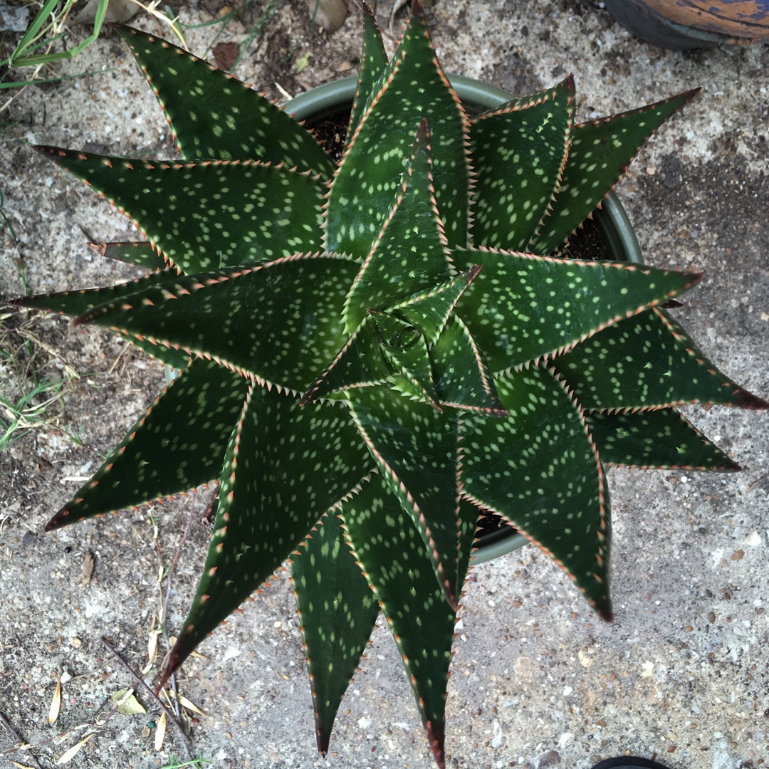 Aloe Apache in the GardenTags plant encyclopedia Aloe Apache in the GardenTags plant encyclopedia