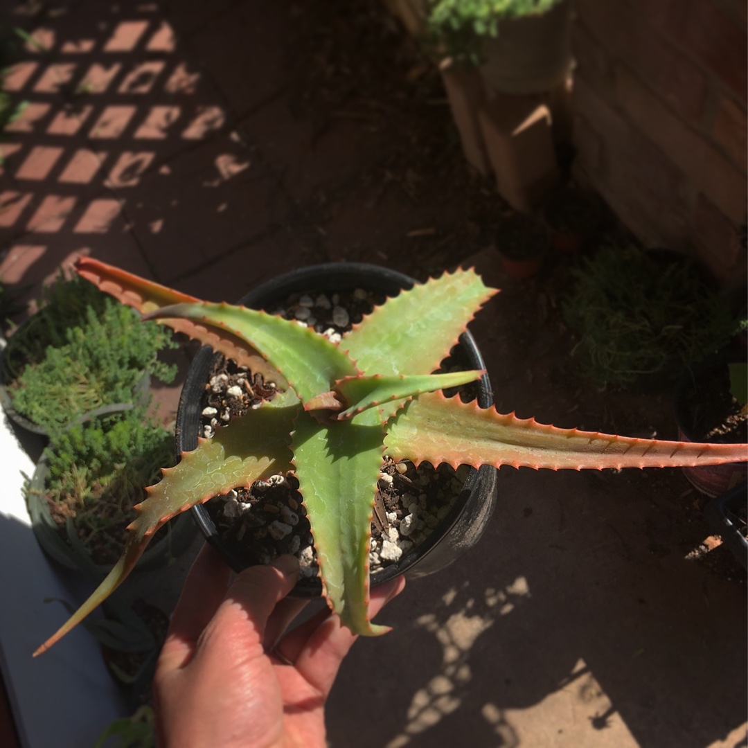 Aloe Elgonica in the GardenTags plant encyclopedia Aloe Elgonica in the GardenTags plant encyclopedia