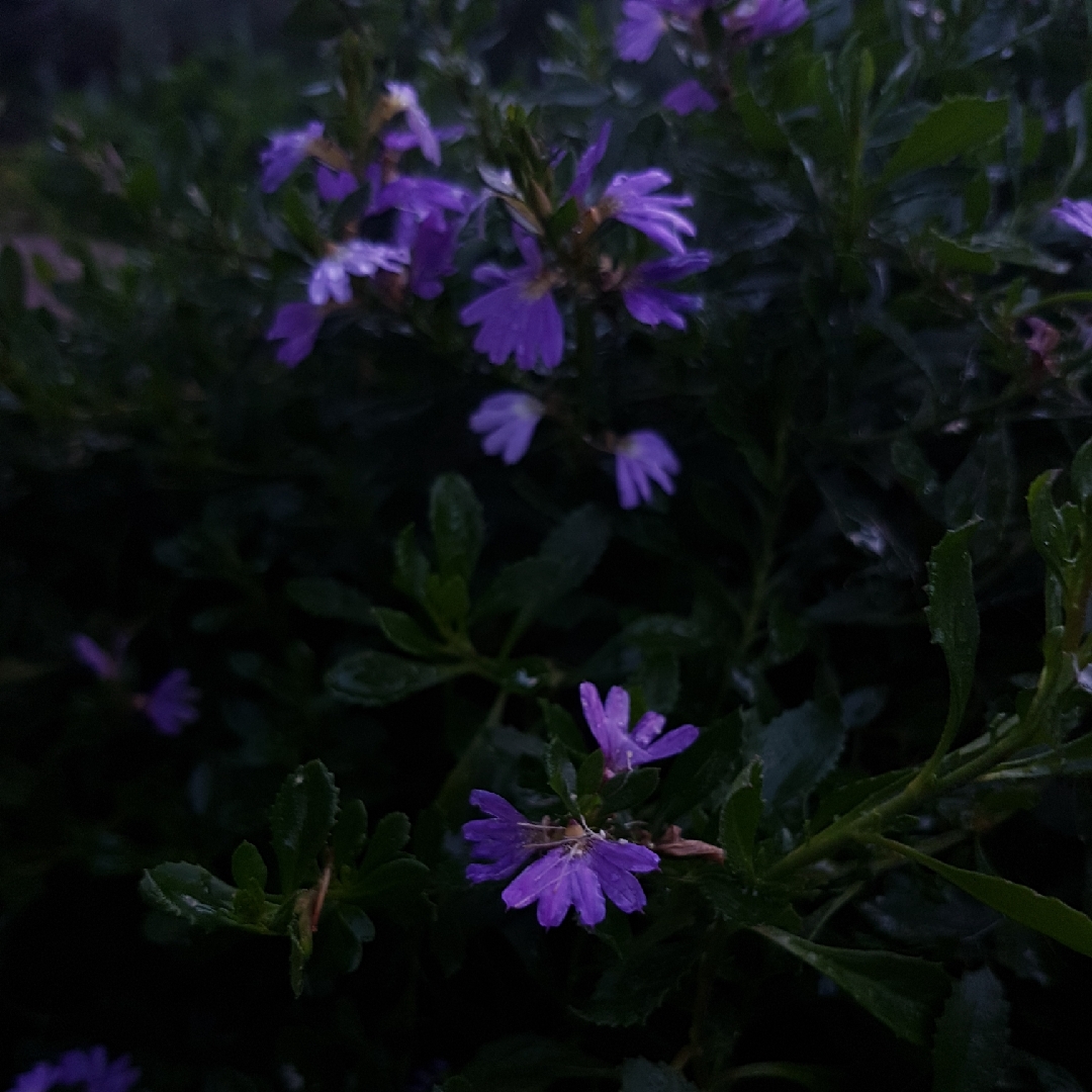Scaevola albida in the GardenTags plant encyclopedia White Fan Flower in the GardenTags plant encyclopedia