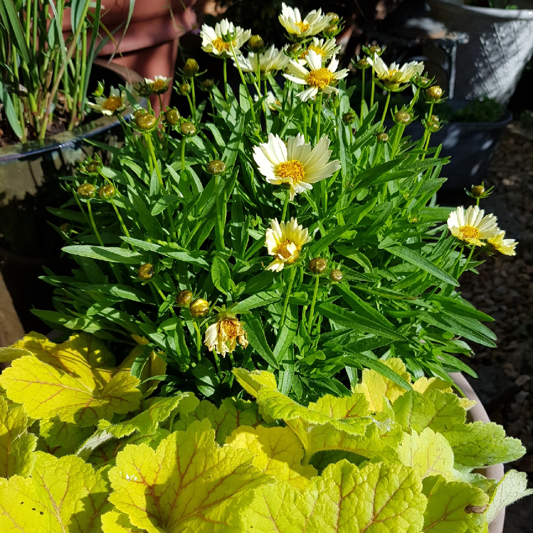 Coreopsis UpTick™ Cream in the GardenTags plant encyclopedia Tickseed UpTick™ Cream in the GardenTags plant encyclopedia