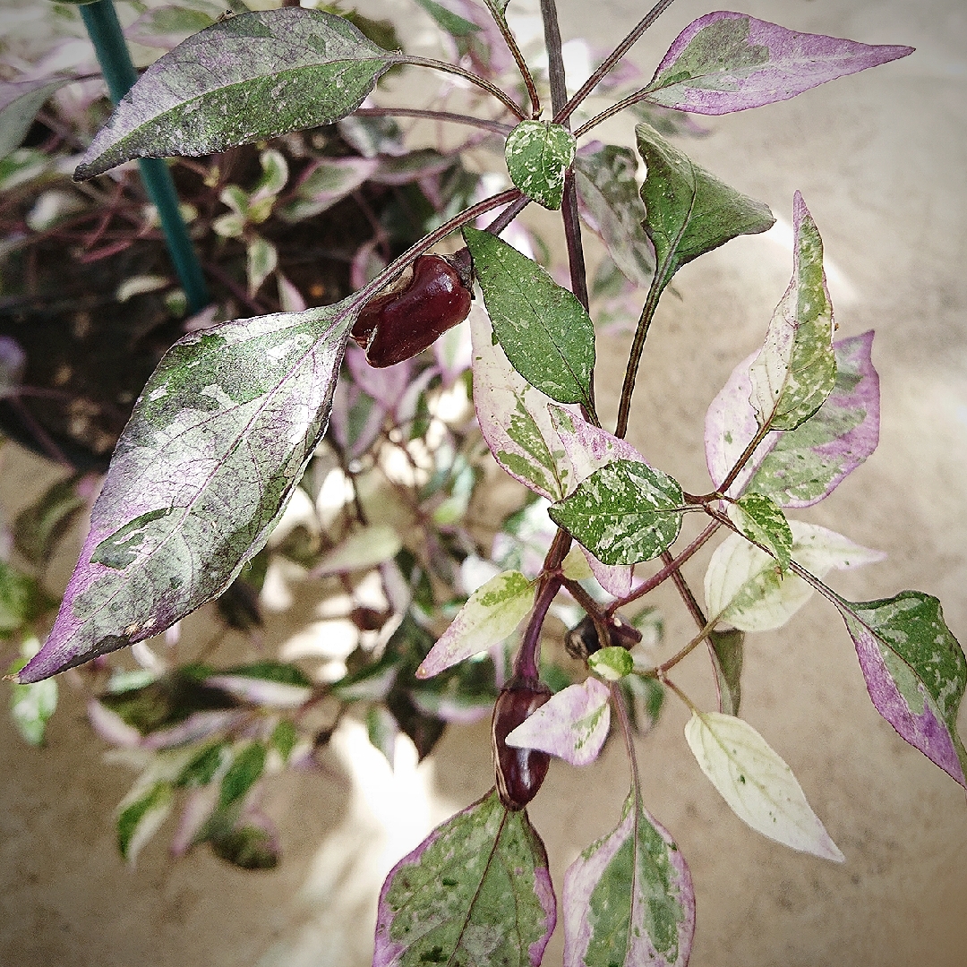 Ornamental Pepper Calico in the GardenTags plant encyclopedia