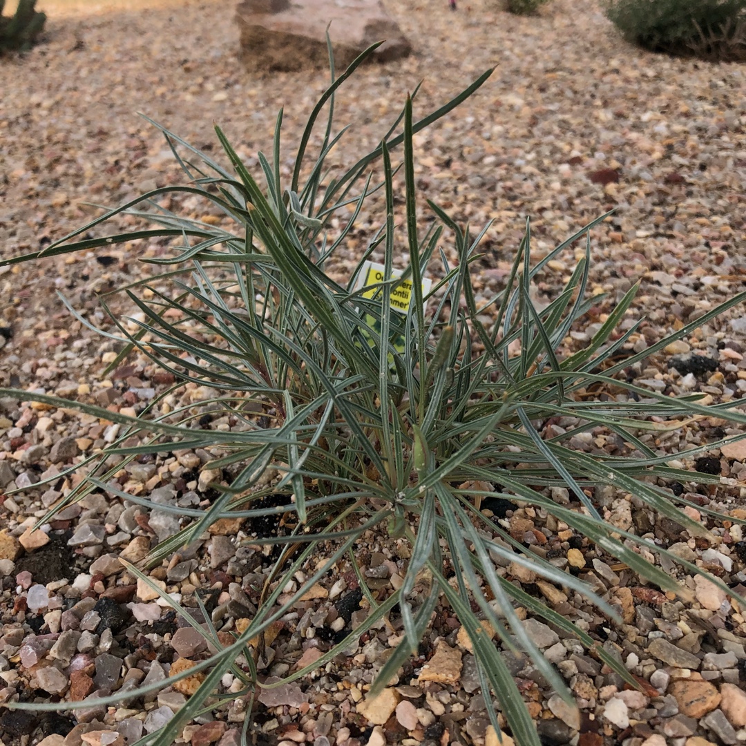 Oenothera Fremontii Shimmer in the GardenTags plant encyclopedia Evening Primrose Shimmer in the GardenTags plant encyclopedia