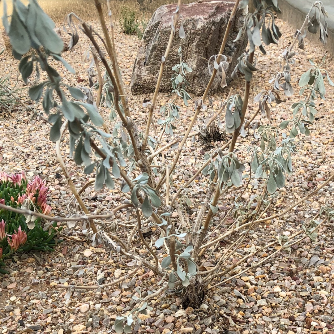 Leucophyllum Frutescens Silverado in the GardenTags plant encyclopedia Texas sage Silverado in the GardenTags plant encyclopedia